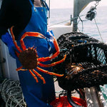 Wild Spider Crab Leg Meat (aka Cornish King Crab)