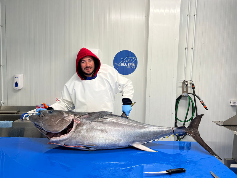 Bluefin Balear