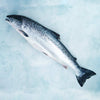 Whole Salmon