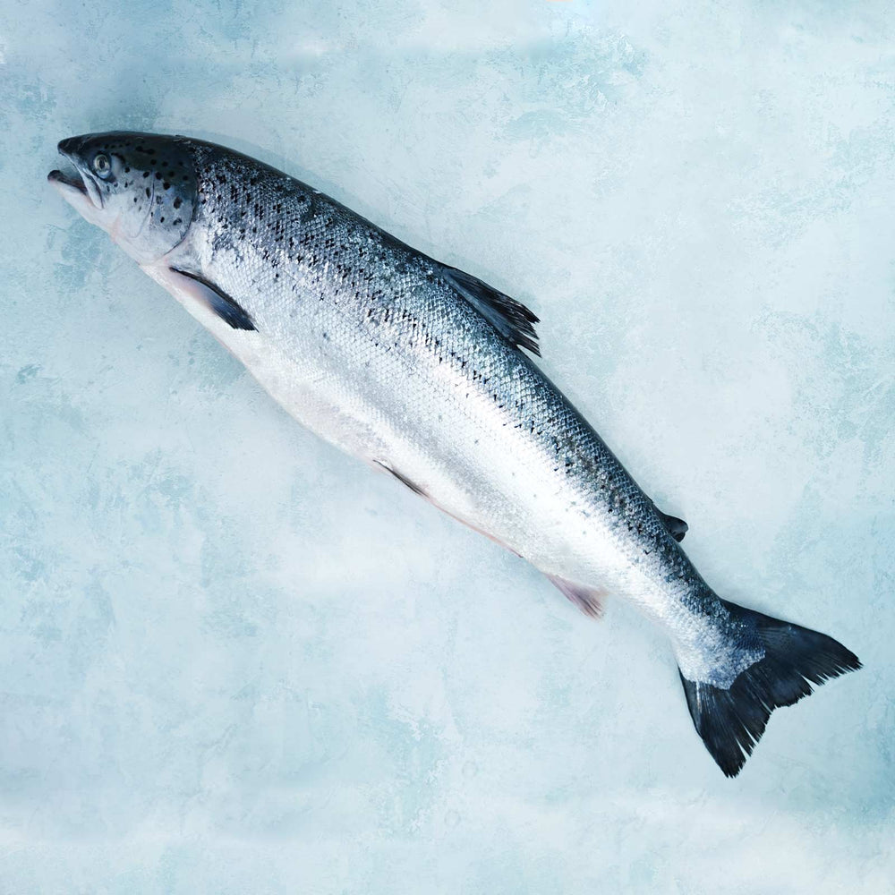 Whole Salmon