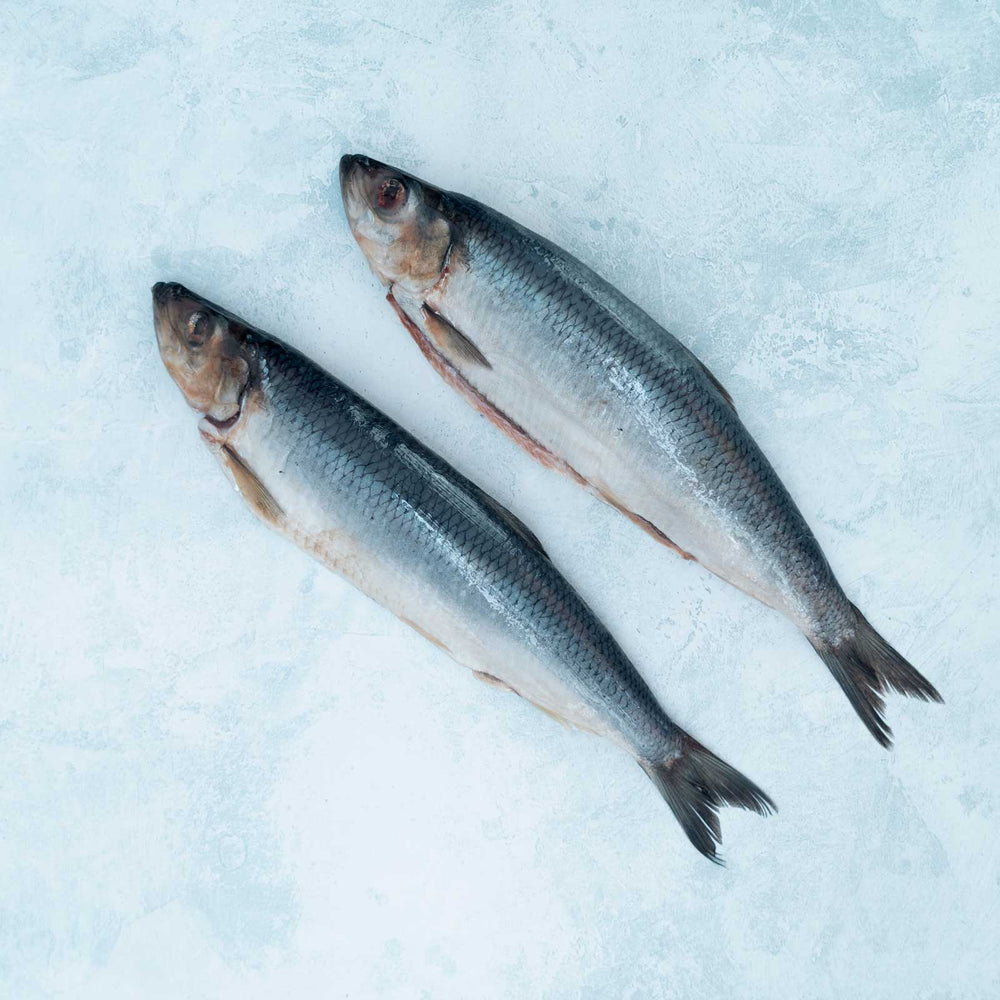 Buy Whole Herring Online Next Day Delivery The Fish Society