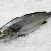 Stone bass fillet steaks