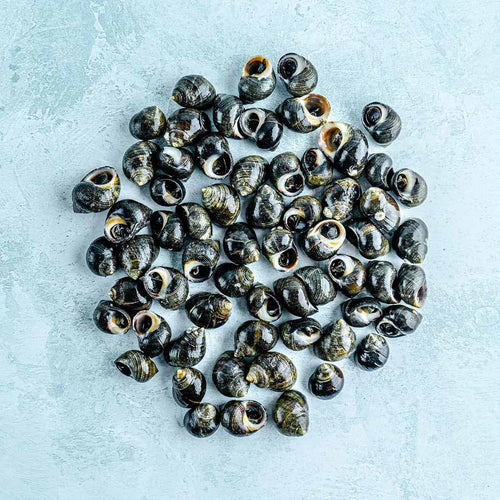 Wild Cooked Scottish Winkles