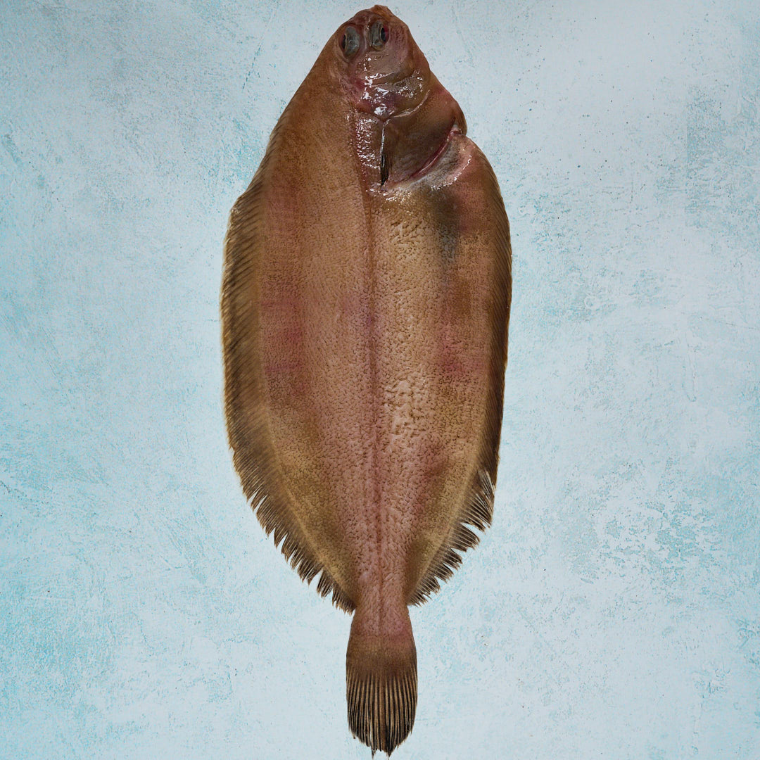 Witch sole - whole