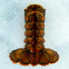 Shellfish Bundle 5