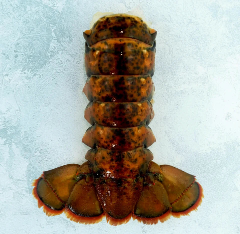 Shellfish Bundle 5