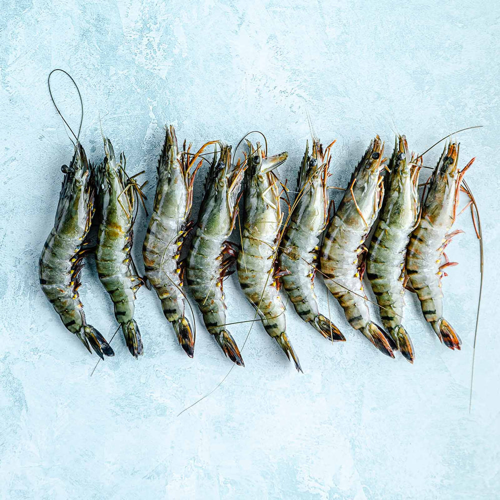 Whole Raw XL Tiger King Prawns