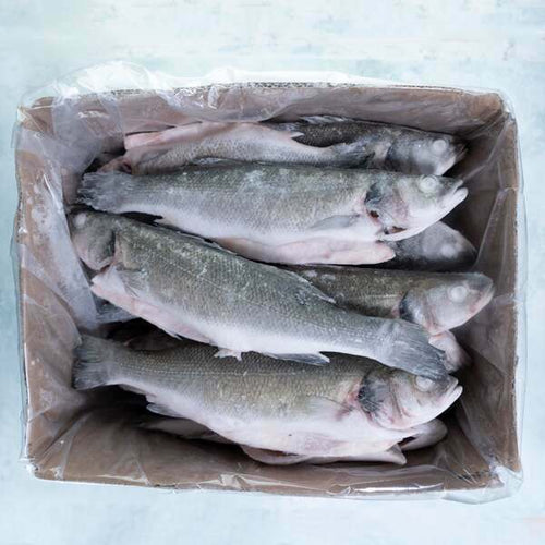Whole Mediterranean Sea Bass - 10kg Case