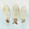 Whole Cleaned Squid